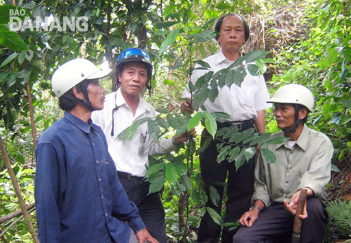 Cây Thuốc thượng. Phaeanthus vietnamensis Ban - Cây Thuốc Nam Quanh Ta